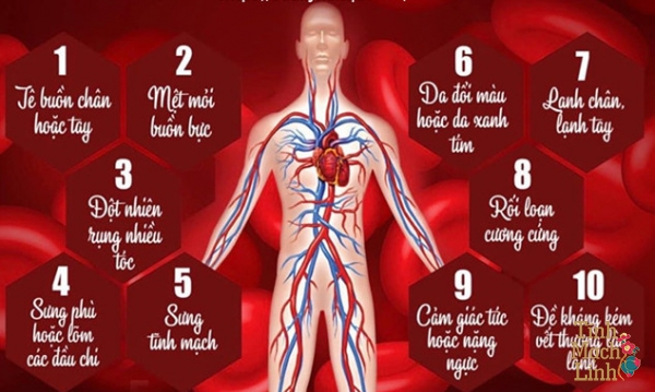 Vì sao bệnh động mạch chi dưới gây thiếu máu chi dưới?